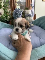 OLLIE, a male Mal Shi for sale in Winter Haven, FL – 3 of 10