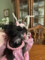 LUCY, a female Morkie for sale in Winter Haven, FL – 8 of 10