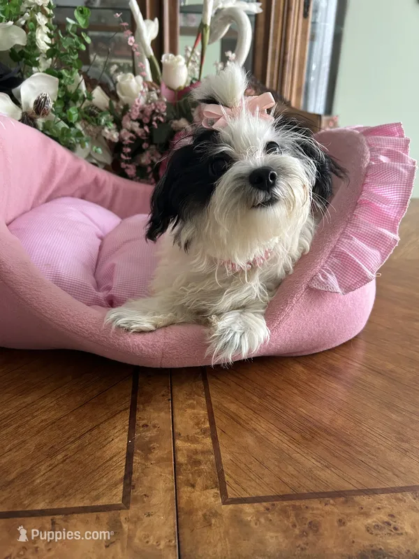 BELLA – Morkie puppy for sale in Winter Haven, FL