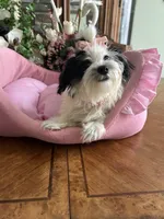 BELLA, a female Morkie for sale in Winter Haven, FL – 1 of 10