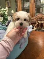 GUCCI, a male Morkie for sale in Winter Haven, FL – 3 of 10
