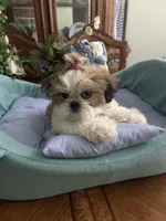 BAXTER, a male Shih Tzu for sale in Winter Haven, FL – 6 of 10