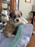 OLLIE, a male Mal Shi for sale in Winter Haven, FL – 5 of 10