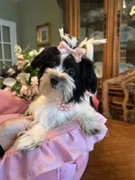 MOLLY, a female Morkie for sale in Winter Haven, FL – 9 of 10