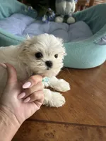 NICO, a male Maltese for sale in Winter Haven, FL – 4 of 10