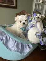 NICO, a male Maltese for sale in Winter Haven, FL – 2 of 10