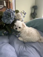 NICO, a male Maltese for sale in Winter Haven, FL – 9 of 10