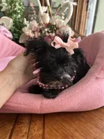 LUCY, a female Morkie for sale in Winter Haven, FL – 7 of 10