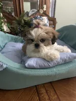 BAXTER, a male Shih Tzu for sale in Winter Haven, FL – 9 of 10