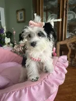 DAISY, a female Morkie for sale in Winter Haven, FL – 10 of 10