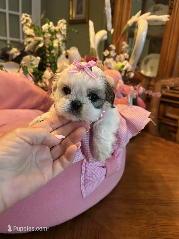 HAZEL – Shih Tzu puppy for sale in Winter Haven, FL