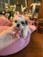 HAZEL, a female Shih Tzu for sale in Winter Haven, FL – 1 of 8