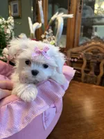 ANGELICA, a female Maltese for sale in Winter Haven, FL – 8 of 9
