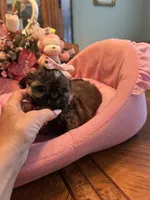 JASMINE, a female Shih Tzu for sale in Winter Haven, FL – 2 of 10