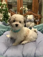 GIOVANNI, a male Morkie for sale in Winter Haven, FL – 6 of 8