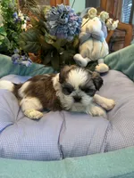 HARLEY, a male Shih Tzu for sale in Winter Haven, FL – 6 of 10