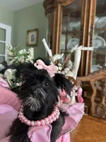 LUCY, a female Morkie for sale in Winter Haven, FL – 10 of 10