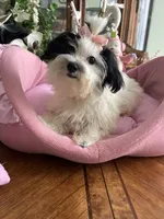 BELLA, a female Morkie for sale in Winter Haven, FL – 4 of 10