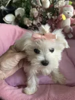 SOPHIE, a female Maltese for sale in Winter Haven, FL – 5 of 10