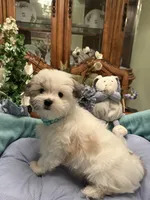 GIOVANNI, a male Morkie for sale in Winter Haven, FL – 4 of 8