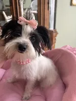 BIANCA, a female Morkie for sale in Winter Haven, FL – 5 of 10