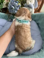 OLLIE, a male Mal Shi for sale in Winter Haven, FL – 7 of 10