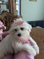 SOPHIE, a female Maltese for sale in Winter Haven, FL – 3 of 10