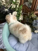 ARCHIE, a male Shih Tzu for sale in Winter Haven, FL – 9 of 10