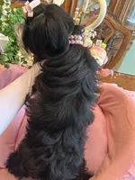 MIA, a female Morkie for sale in Winter Haven, FL – 4 of 10