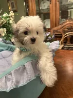 GIOVANNI, a male Morkie for sale in Winter Haven, FL – 2 of 8