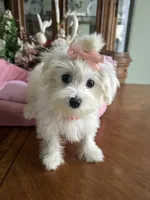 ANNIE, a female Maltese for sale in Winter Haven, FL – 8 of 10