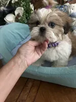BAXTER, a male Shih Tzu for sale in Winter Haven, FL – 4 of 10