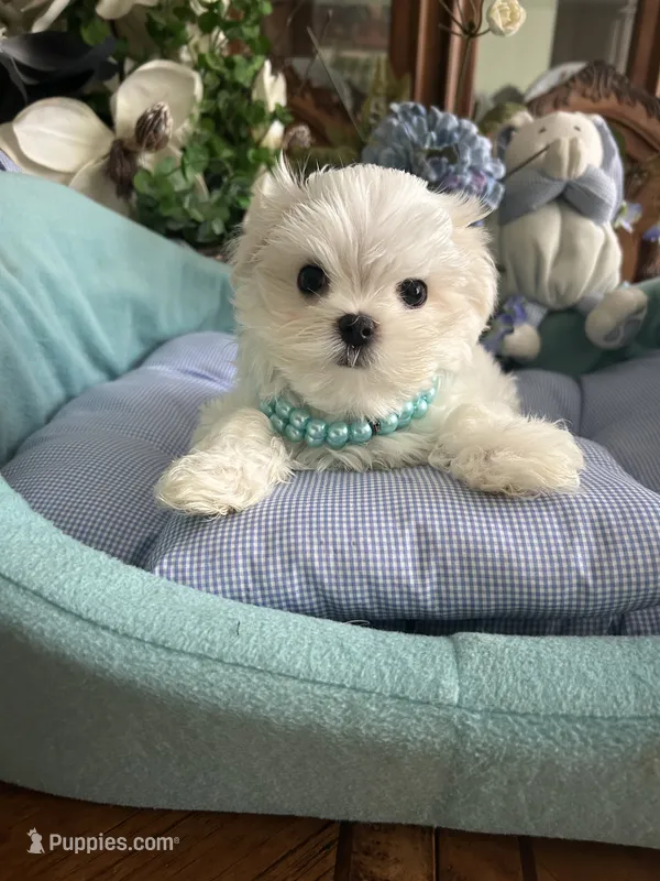 NICO – Maltese puppy for sale in Winter Haven, FL
