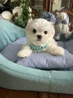 NICO, a male Maltese for sale in Winter Haven, FL – 1 of 10