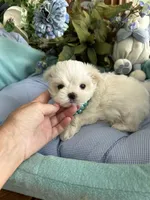 GABRIELLE, JR, a male Maltese for sale in Winter Haven, FL – 8 of 10