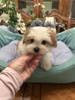 GUCCI, a male Morkie for sale in Winter Haven, FL – 4 of 10