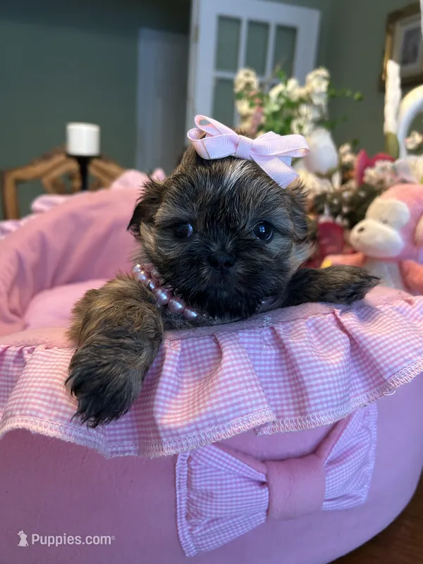 JASMINE – Shih Tzu puppy for sale in Winter Haven, FL