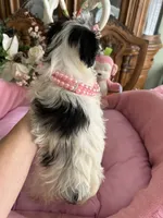 SASHA, a female Morkie for sale in Winter Haven, FL – 9 of 10