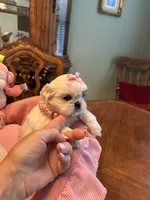 HAZEL, a female Shih Tzu for sale in Winter Haven, FL – 4 of 8