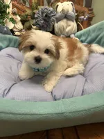GUCCI, a male Morkie for sale in Winter Haven, FL – 8 of 10