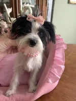 BIANCA, a female Morkie for sale in Winter Haven, FL – 2 of 10