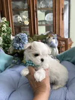 GABRIELLE, JR, a male Maltese for sale in Winter Haven, FL – 9 of 10