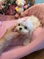 ANGELICA, a female Maltese for sale in Winter Haven, FL – 2 of 9