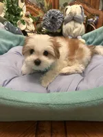 GUCCI, a male Morkie for sale in Winter Haven, FL – 7 of 10