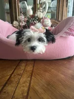 DAISY, a female Morkie for sale in Winter Haven, FL – 5 of 10