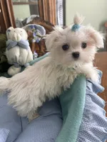 TINY VALENTINO, a male Maltese for sale in Winter Haven, FL – 8 of 8