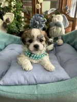 OLLIE, a male Mal Shi for sale in Winter Haven, FL – 8 of 10