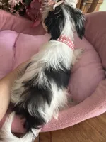 DAISY, a female Morkie for sale in Winter Haven, FL – 7 of 10