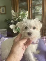 JASPER, a male Morkie for sale in Winter Haven, FL – 2 of 10