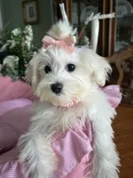 ANNIE, a female Maltese for sale in Winter Haven, FL – 4 of 10